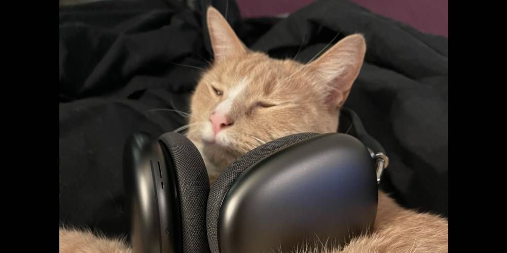 Cat wearing AirPods Max
